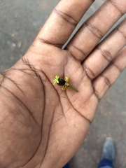 Hydnocarpus pentandrus