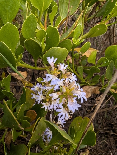 Cushion Fanflower