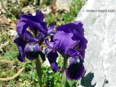 Iris sabina
