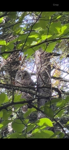 Barred Owl