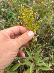 author not stated, no rights reserved Solidago missouriensis, photograph author not stated, no rights reserved