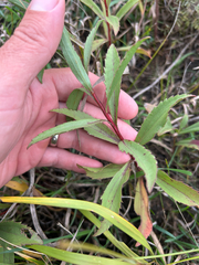 author not stated, no rights reserved Solidago missouriensis, photograph author not stated, no rights reserved