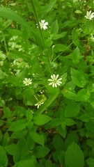 Stellaria nemorum