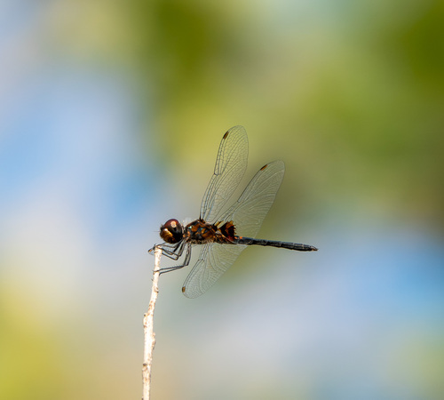 Ornate Pennant