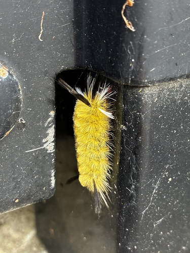 Banded Tussock Moth