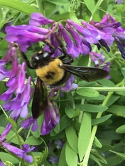 Xylocopa appendiculata circumvolans