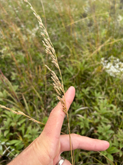 Sorghastrum nutans, photograph author not stated, no rights reserved