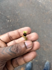 Hydnocarpus pentandrus