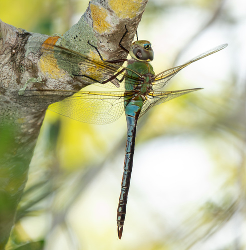 Common Green Darner