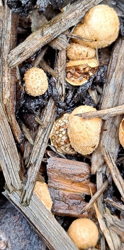 amorphous bird's nest fungus