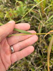 Panicum virgatum, photograph author not stated, no rights reserved