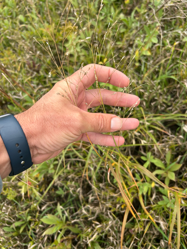 Panicum virgatum, photograph 4