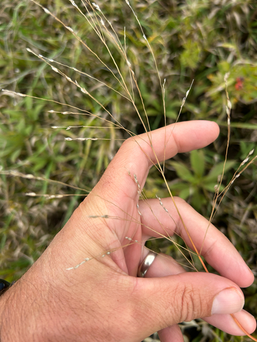 Panicum virgatum, photograph 2