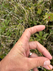 Panicum virgatum, photograph author not stated, no rights reserved