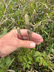 Anemone cylindrica