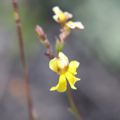 Goodenia macbarronii