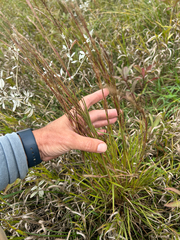 Schizachyrium scoparium, photograph author not stated, no rights reserved