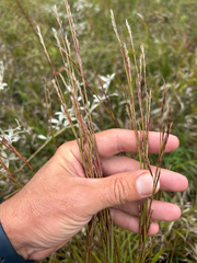 Schizachyrium scoparium, photograph author not stated, no rights reserved