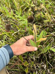 Echinacea angustifolia, photograph author not stated, no rights reserved