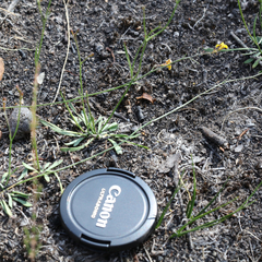 Goodenia macbarronii