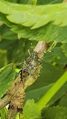 Rhaphigaster nebulosa