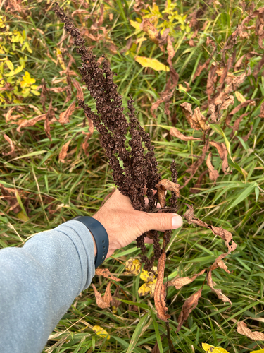 Rumex crispus, photograph 3