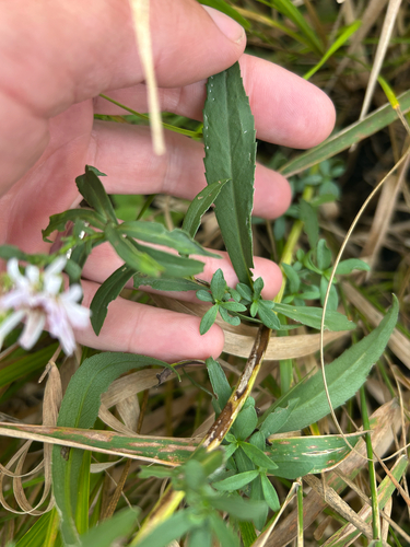 Symphyotrichum lanceolatum, photograph 5