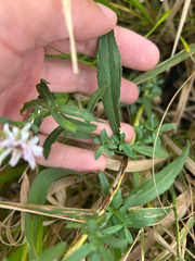 author not stated, no rights reserved Symphyotrichum lanceolatum, photograph author not stated, no rights reserved
