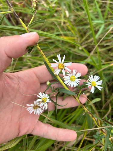 Symphyotrichum lanceolatum, photograph 4