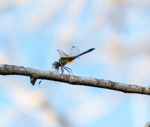 Blue Dasher