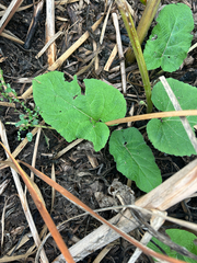 author not stated, no rights reserved Arctium minus, photograph author not stated, no rights reserved