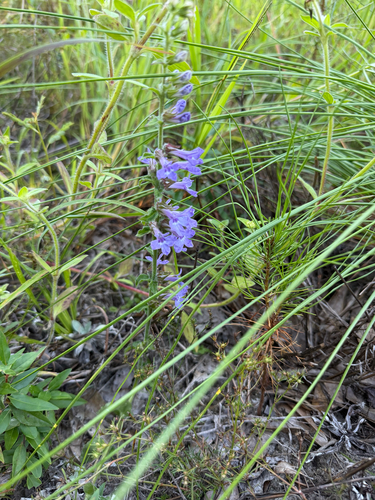 downy lobelia