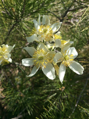 Thalictrum tuberosum