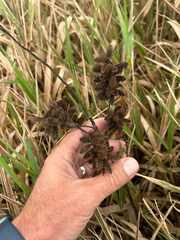 Glycyrrhiza lepidota, photograph author not stated, no rights reserved