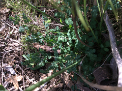 Thalictrum tuberosum