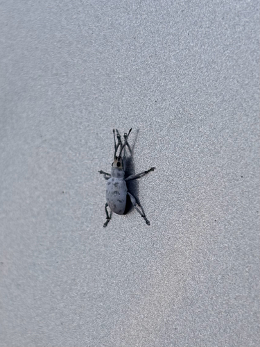 Sri Lanka Weevil