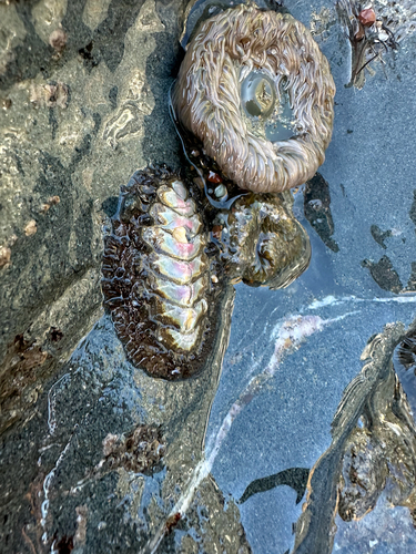 Mossy Chiton