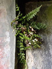 Asplenium marinum