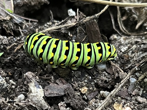 Black Swallowtail