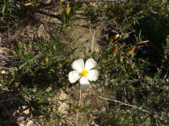 Cistus clusii
