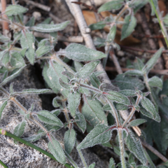 Opercularia hispida