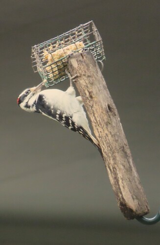 Hairy Woodpecker