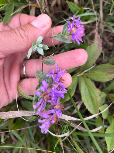 Symphyotrichum sericeum, photograph 2