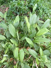 Curcuma caulina