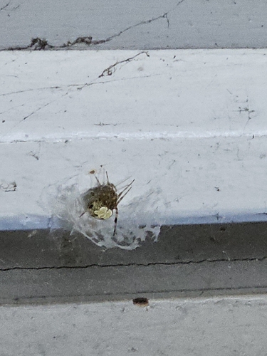 Butterfly Orbweaver
