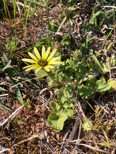 Arctotheca calendula, photograph 5