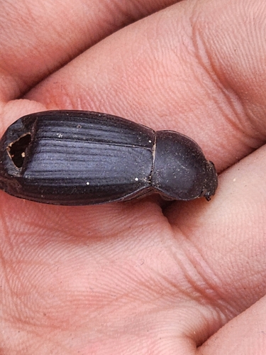 Egyptian Beetle