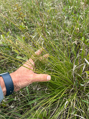 Sporobolus heterolepis, photograph author not stated, no rights reserved