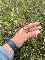Sporobolus heterolepis