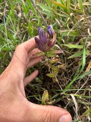 Gentiana puberulenta, photograph author not stated, no rights reserved